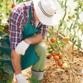 Landwirtschaft